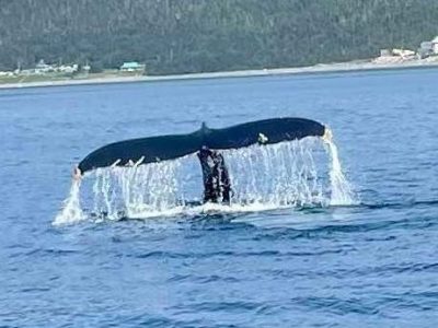 Cod, sunshine and&nbsp;whales